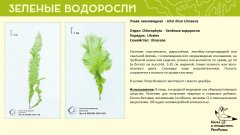 chlorophyta_06.jpg