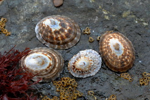 t sea limpets