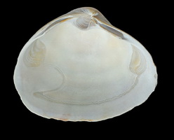 t shell inside