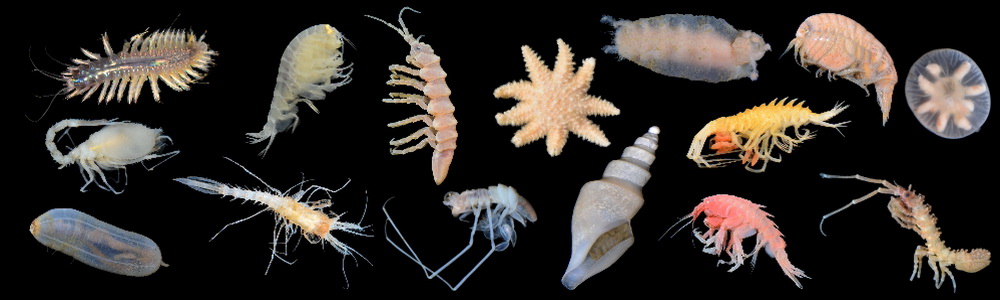 deep water animals