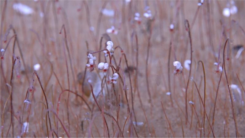 wintersweet valley